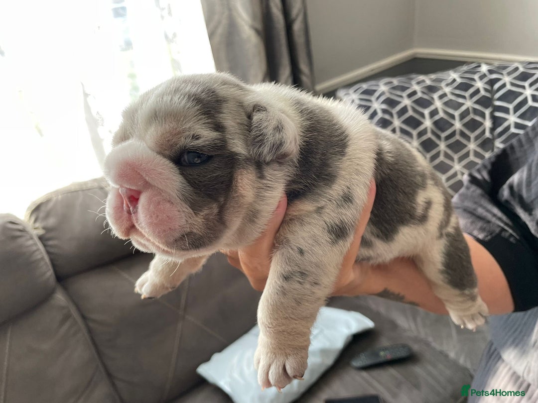 English Bulldog dogs for sale: LAST BOY ENGLISH BULLDOG PUP in South Ockendon - Image 8
