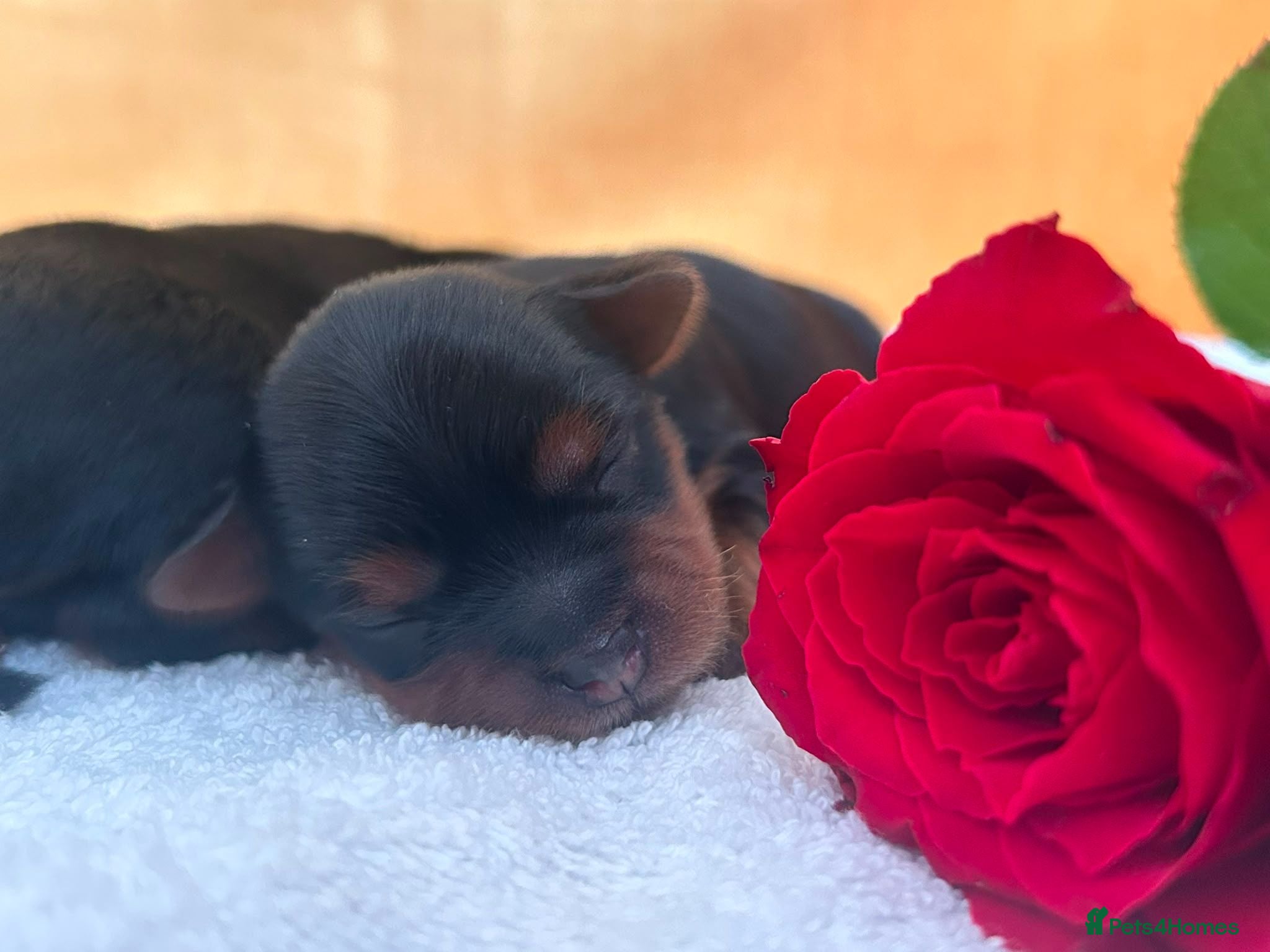 Yorkshire Terrier dogs 5 boy's (DWKC Reg.Parents) Yorkshire Terrier   - Advert 10