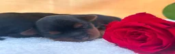 Yorkshire Terrier dogs for sale: Yorkshire Terrier 🐶 🐶 🐶 🐶 🐶  - Advert 2
