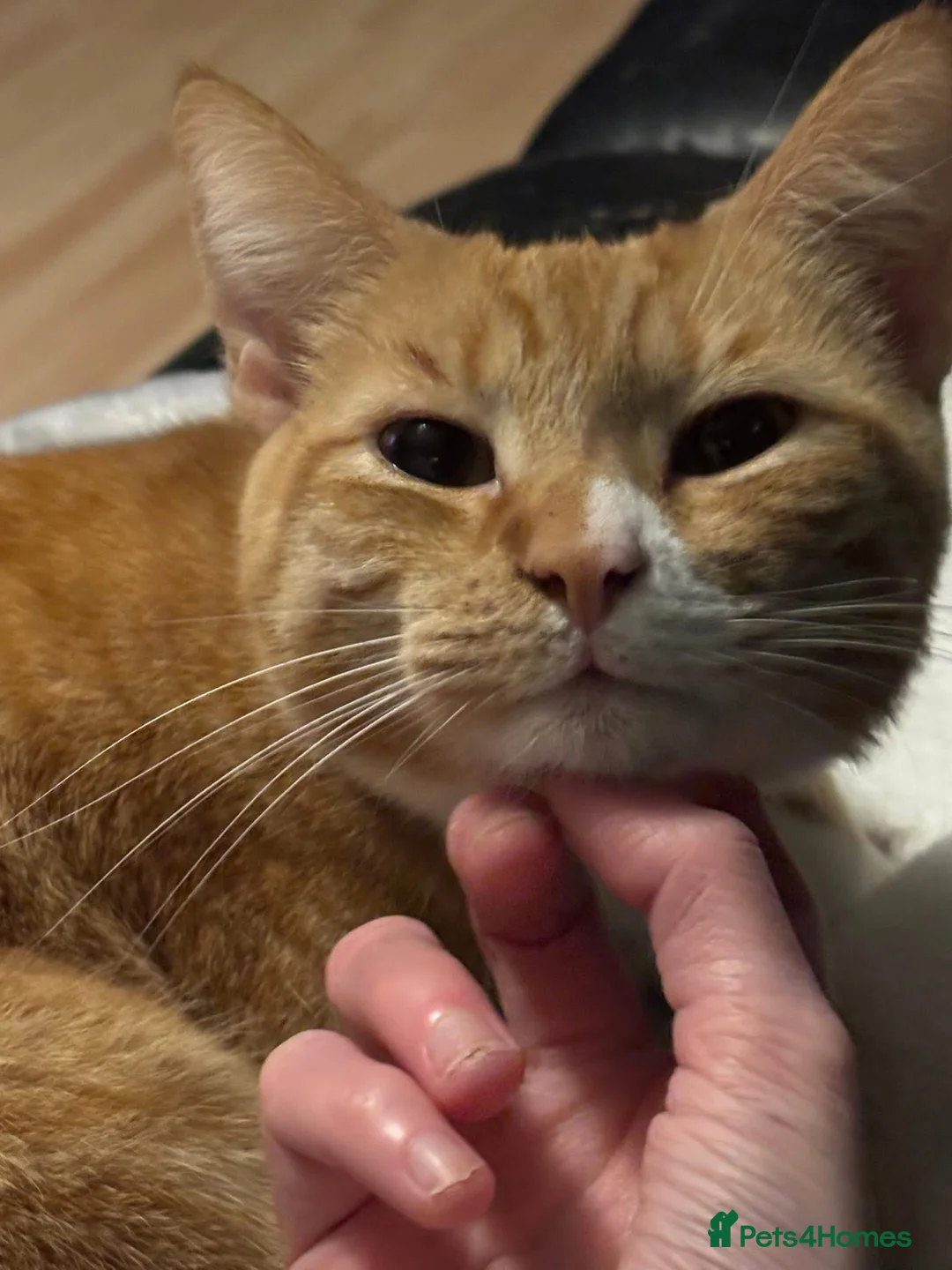 Mixed Breed cats for sale: Loving ginger cat looking for home - Advert 3