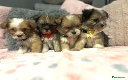 Mixed Breed dogs for sale: Lhasa apso x chorkie  - Image 17