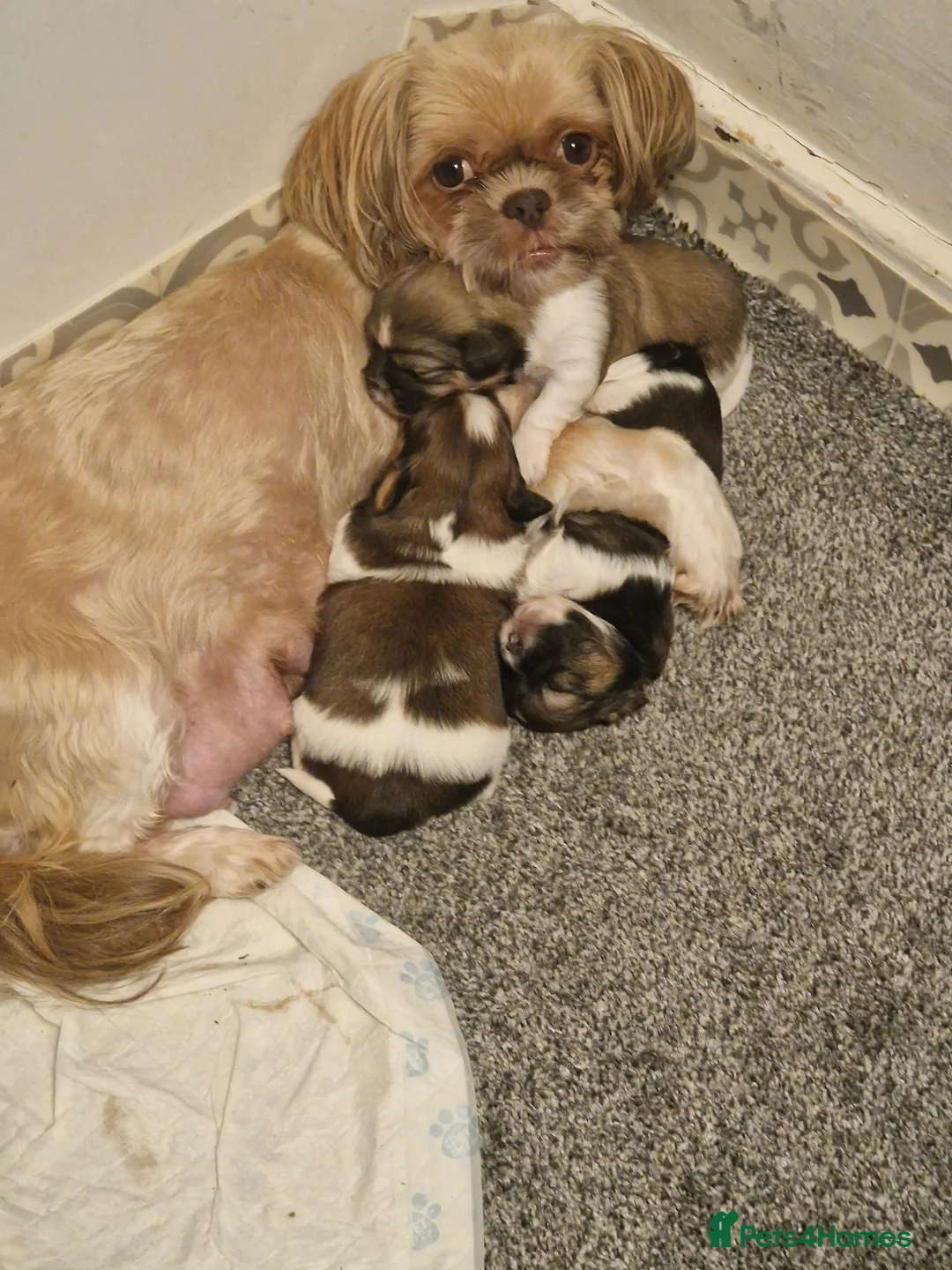 Shih Tzu dogs for sale: Shih tzu puppys  - Advert 1