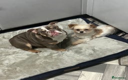 English Bulldog dogs for sale: British bulldog  - Image 4
