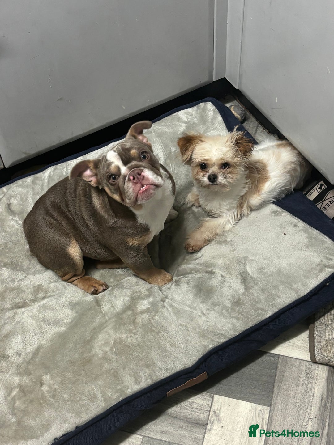 English Bulldog dogs for sale: British bulldog  - Image 4