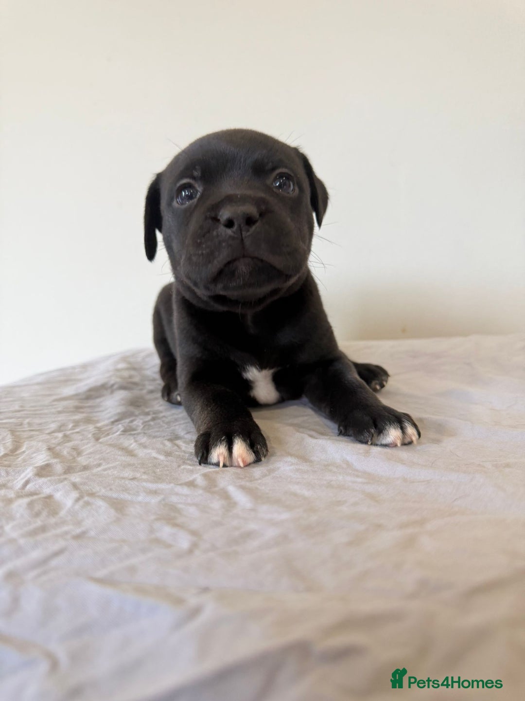 Staffordshire Bull Terrier dogs for sale: Stunning litter of black kc staffordshire bull's   - Advert 4