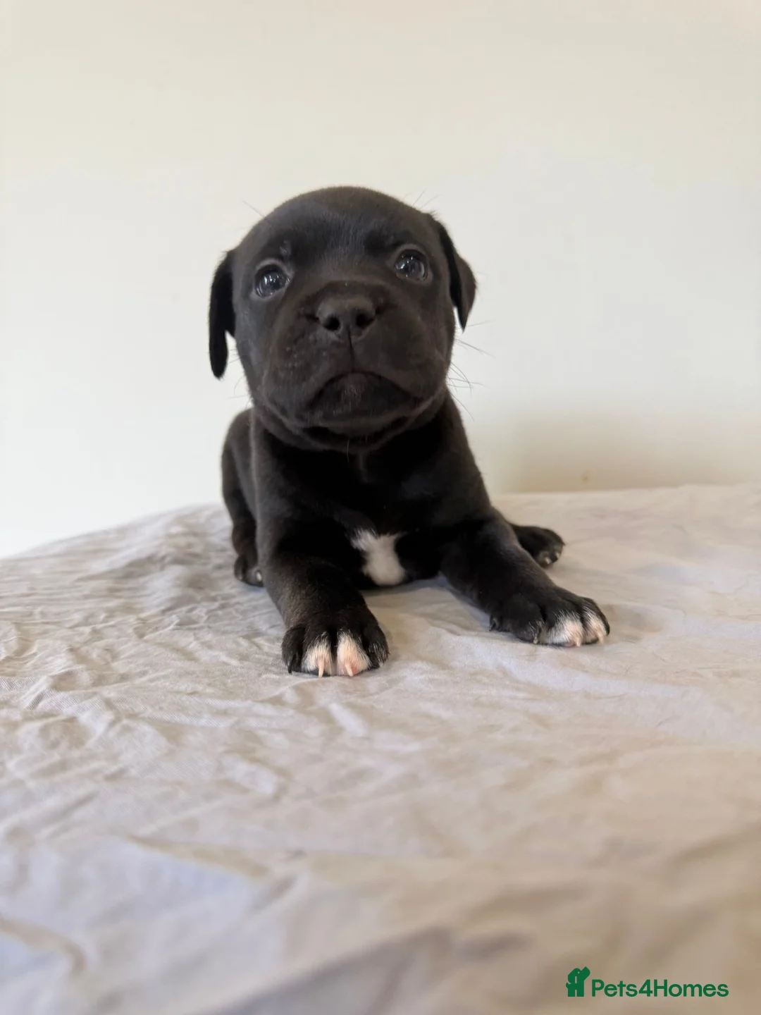 Staffordshire Bull Terrier dogs for sale: Stunning litter of black kc staffordshire bull's   - Advert 4