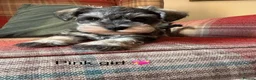 Miniature Schnauzer dogs for sale: KC registered, health tested puppies available  - Advert 7