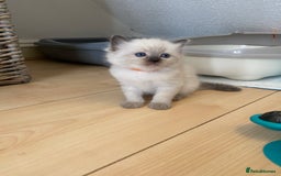 Ragdoll cats for sale: GCCF Seal point and bi colour Ragdoll Kittens - Image 25