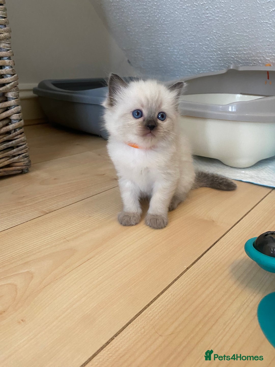 Ragdoll cats for sale: GCCF Seal point and bi colour Ragdoll Kittens - Image 25