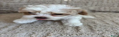 Maltipoo Puppy 3