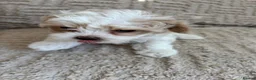 Maltipoo dogs for sale: Beautiful Maltipoo Puppies  - Advert 32