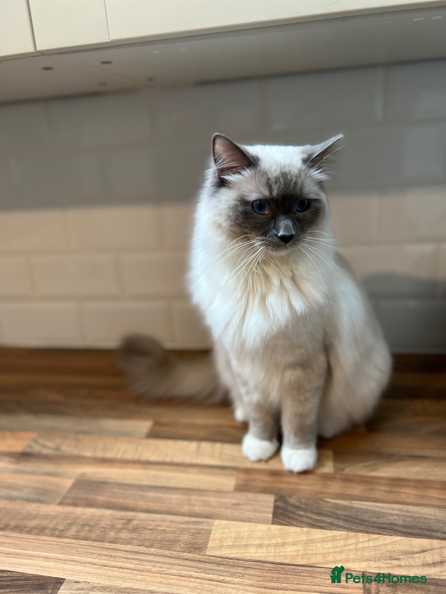 Ragdoll cats Handsome male Ragdoll for sale  - Advert 4