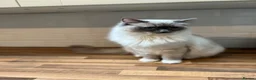 Ragdoll cats for sale: Handsome male Ragdoll for sale  - Advert 1