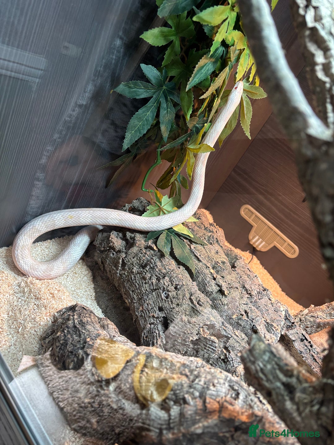 Corn Snake reptiles for sale: Female Corn Snake - Image 6
