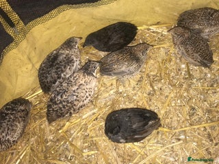 Quail poultry SEXED CHINESE PAINTED BUTTON QUAILS ! - Advert 3