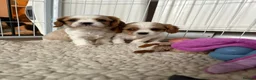 Cavalier King Charles Spaniel dogs for sale: DNA Tested Cavalier King Charles Puppies - Advert 17