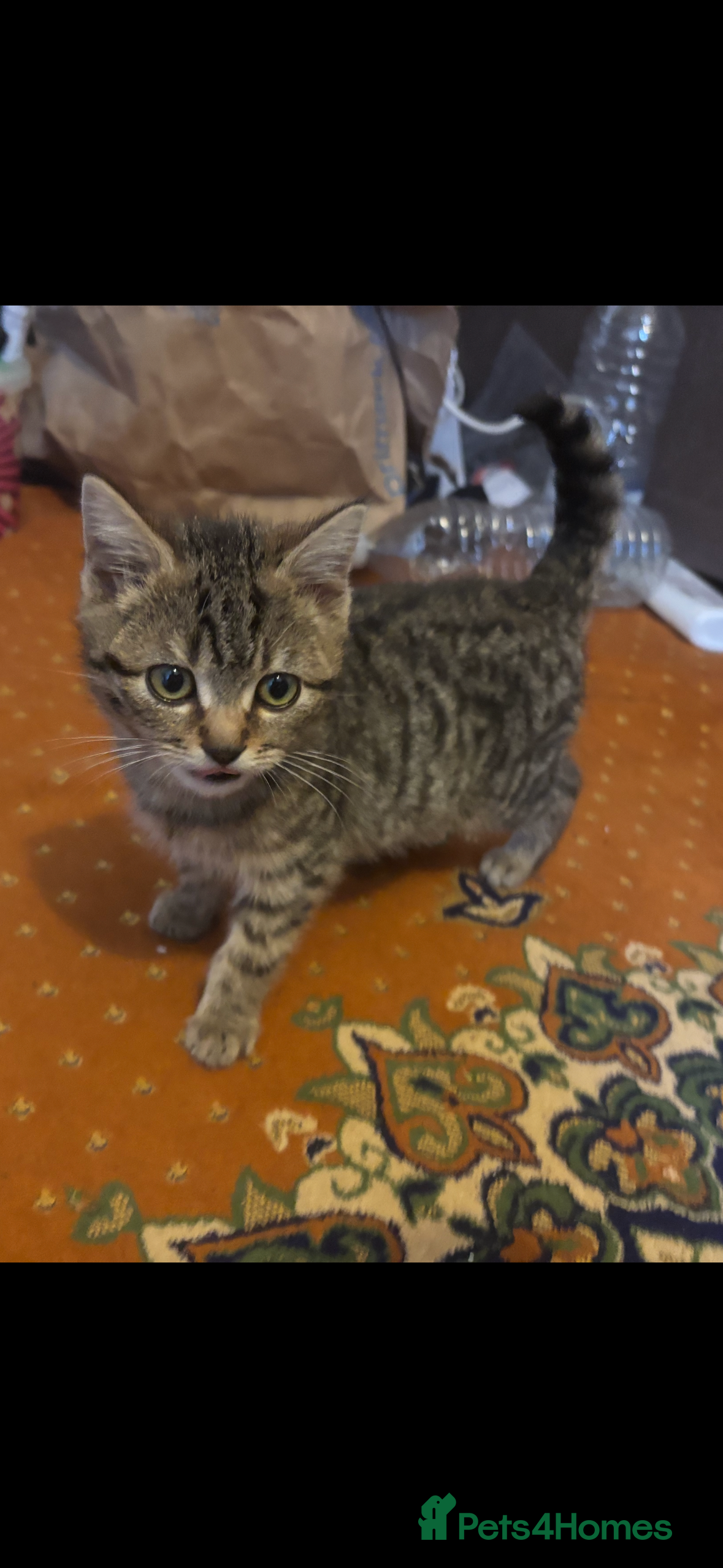 Mixed Breed cats Playful Black & White Tuxedo Kitten – Loving Home  - Advert 10