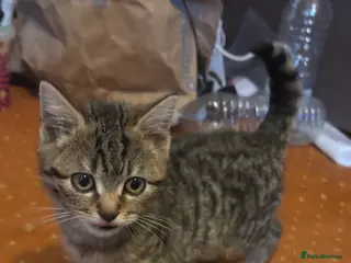 Mixed Breed cats Playful Black & White Tuxedo Kitten – Loving Home - Advert 10