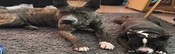 Staffordshire Bull Terrier dogs for sale: Staffie puppy in Hayes - Advert 3
