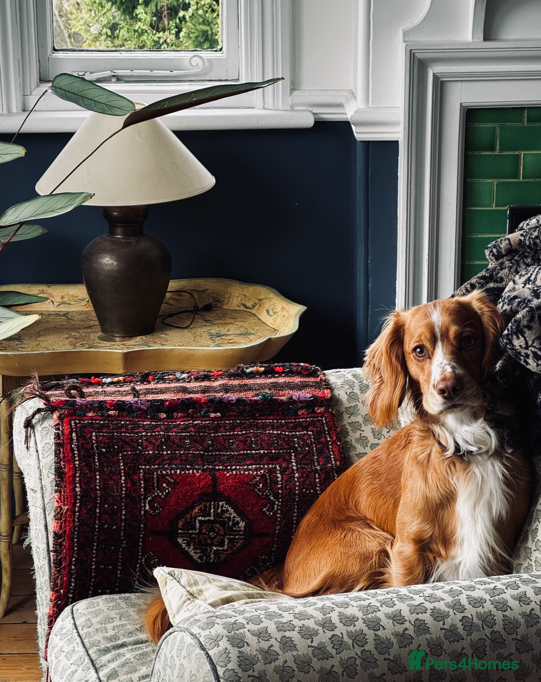 Cocker Spaniel dogs for stud: KC Working Cocker Spaniel - Advert 3