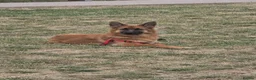 German Shepherd dogs for sale: 10 Month Old German shepherd in Birmingham - Advert 3