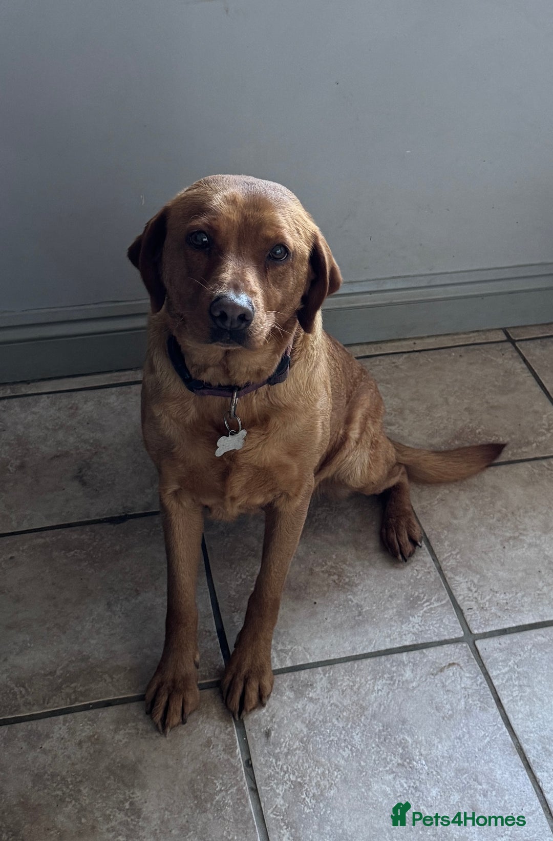 Labrador Retriever dogs for sale: Adult Fox Red Labrador Bitch Very Loving - Advert 2