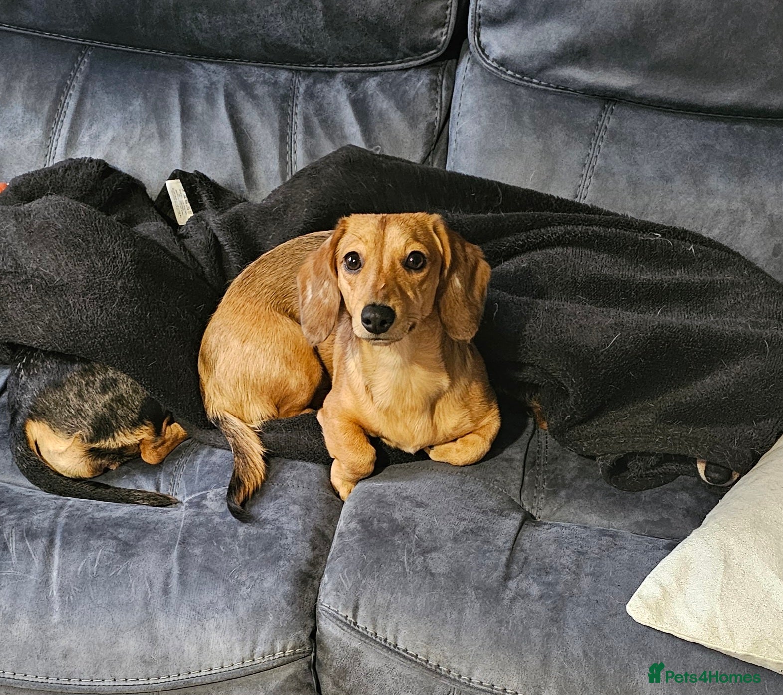 Miniature Dachshund dogs Rehoming 7 month beautiful girl - Advert 2