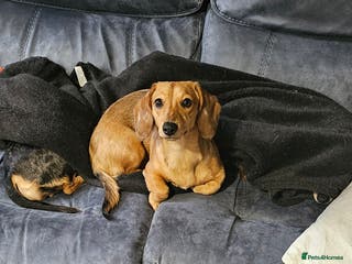 Miniature Dachshund dogs Rehoming 7 month beautiful girl - Advert 2