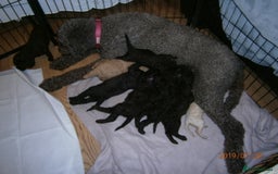 Labradoodle dogs for stud: PROVEN Healthy Labradoodle STUD - Hypoallergenic  - Image 21