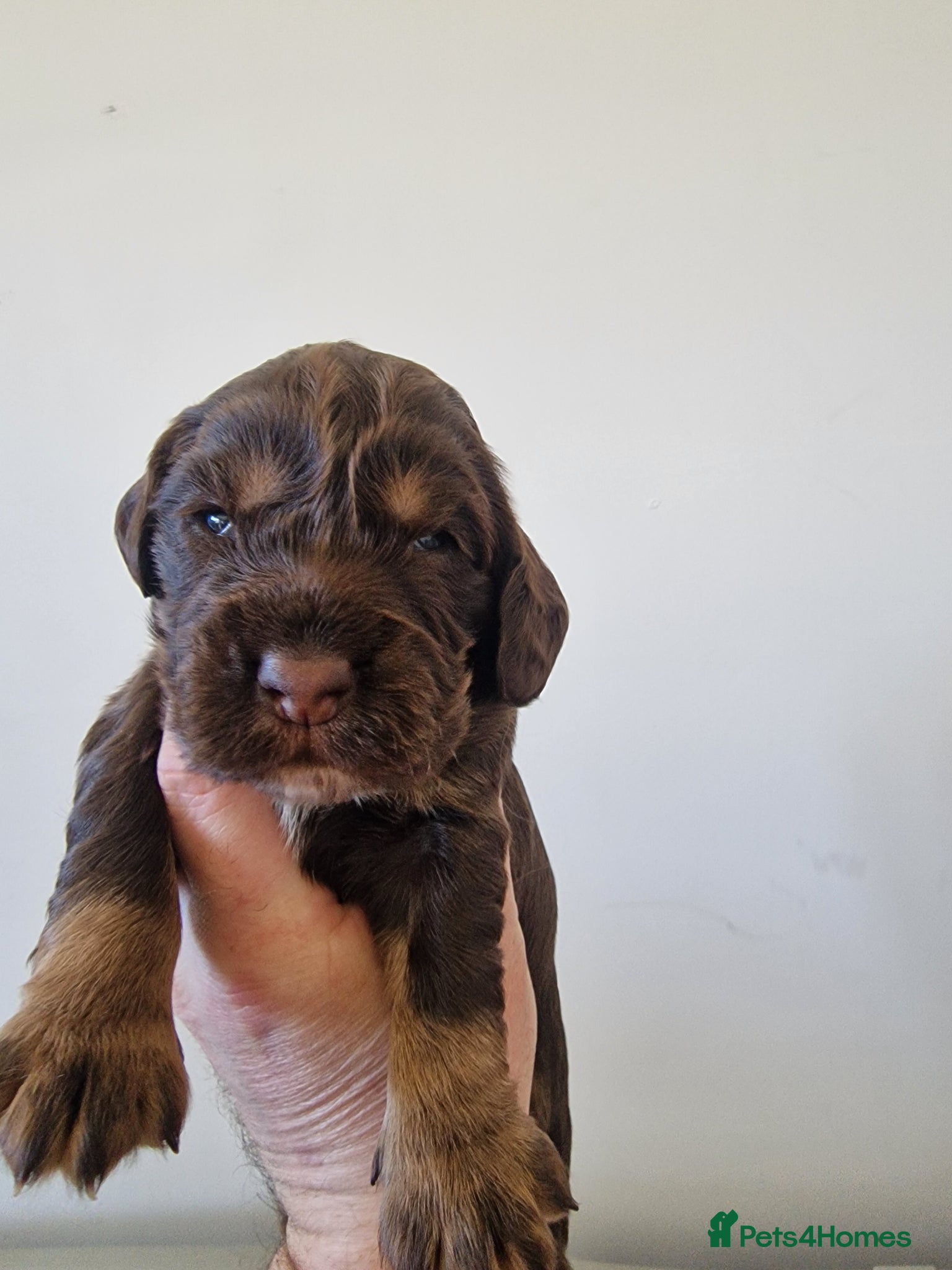 Cocker Spaniel dogs Stunning coloured merle working cocker spaniels  - Advert 2