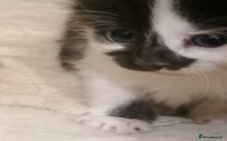 Mixed Breed cats for sale: Outstandingly gorgeous mixed kittens  - Image 4