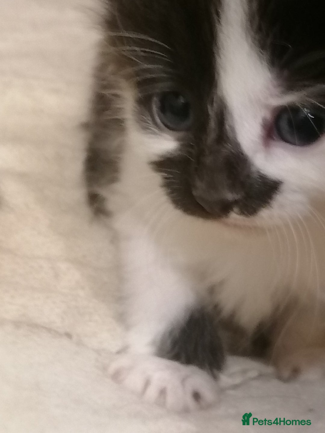 Mixed Breed cats for sale: Outstandingly gorgeous mixed kittens  - Image 4