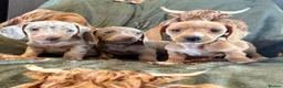Miniature Dachshund dogs for sale: Beautiful miniature dachshunds  - Advert 9