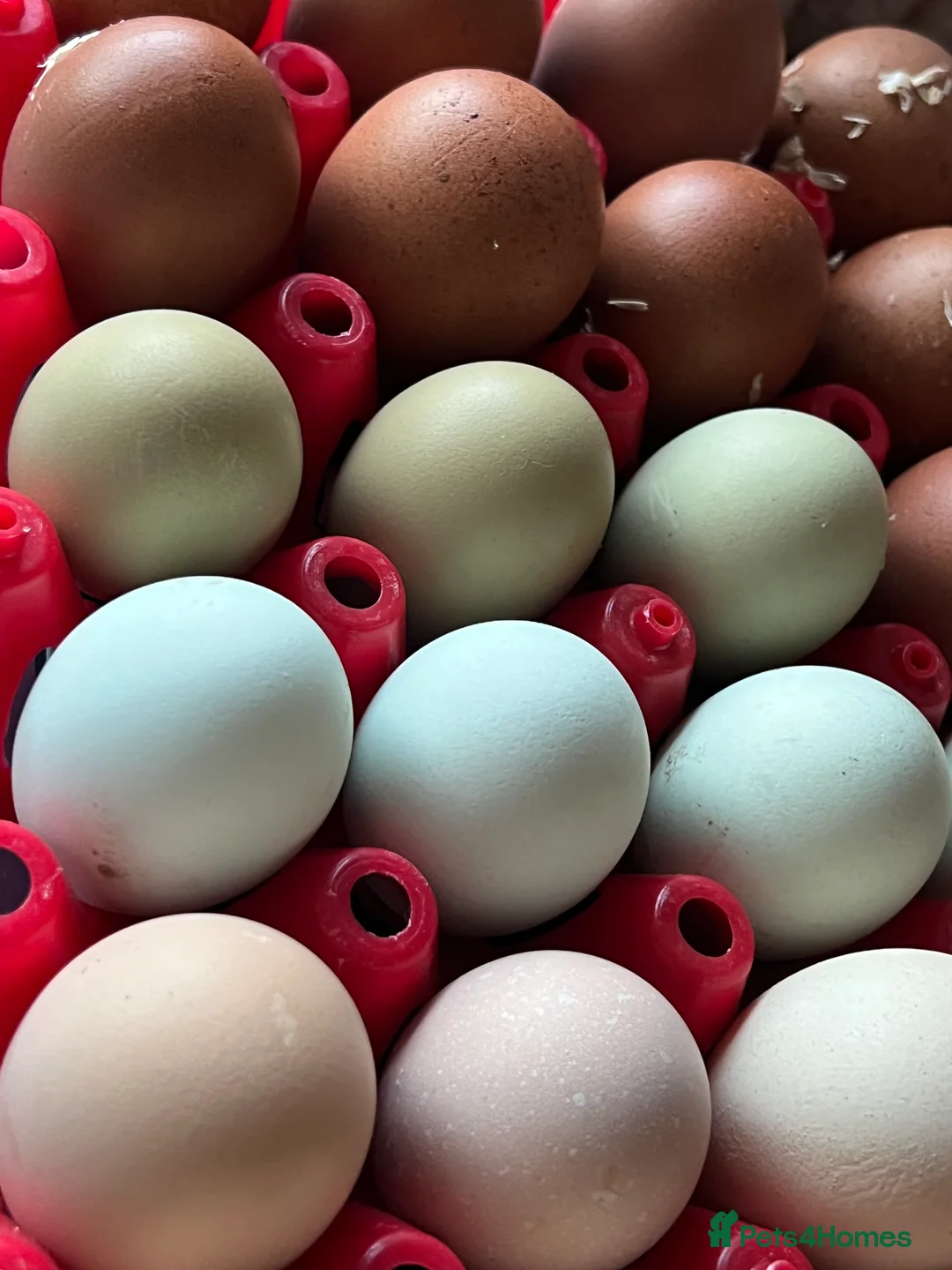 Chickens poultry for sale: Hatching eggs  - Advert 1