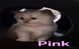 Ragdoll cats for sale: 2 female blue point ragdoll kittens  - Image 13