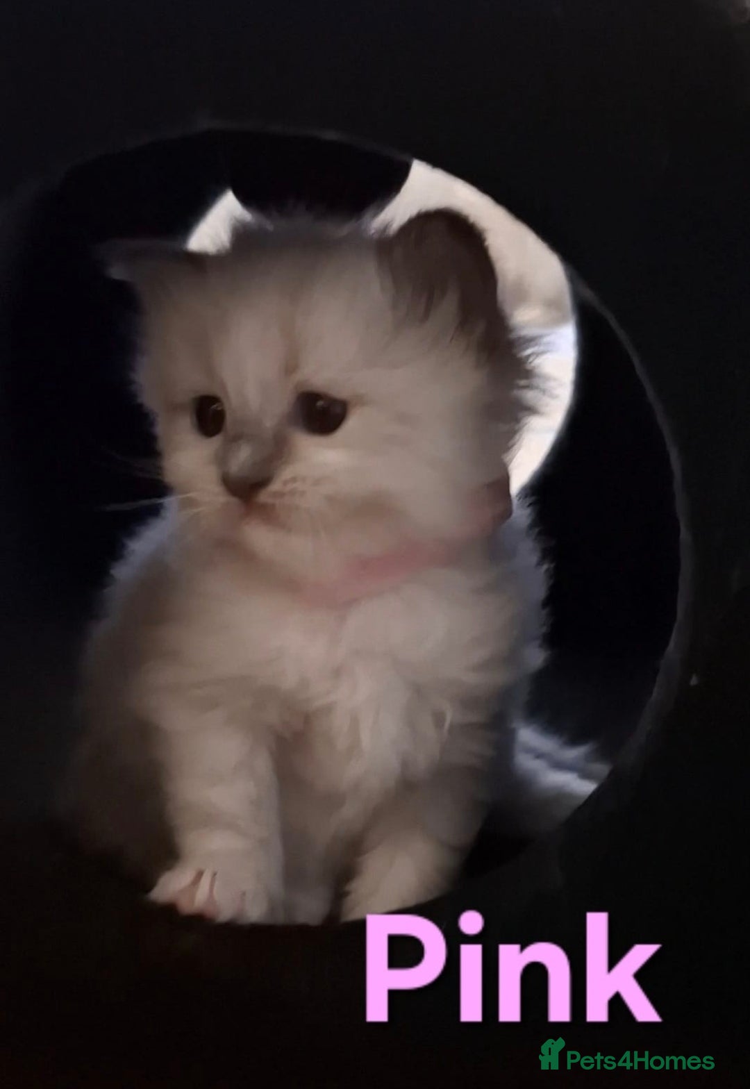 Ragdoll cats for sale: 2 female blue point ragdoll kittens  - Image 13