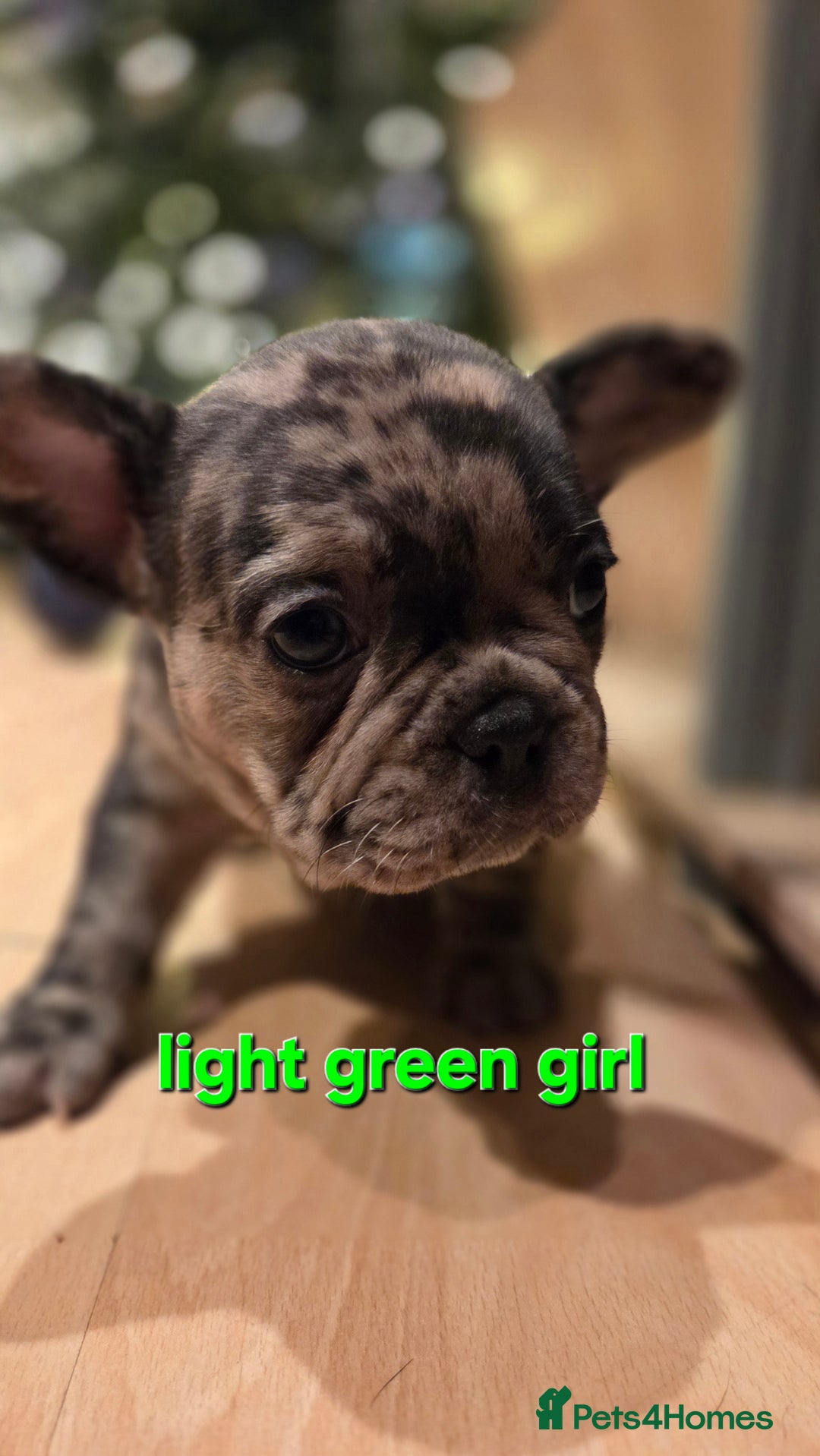 French Bulldog dogs for sale: Adorable French Bulldog puppies  - Advert 8