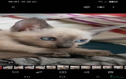 Snowshoe cats for sale: Rare Pedigree Snowshoe Kittens  - Image 13