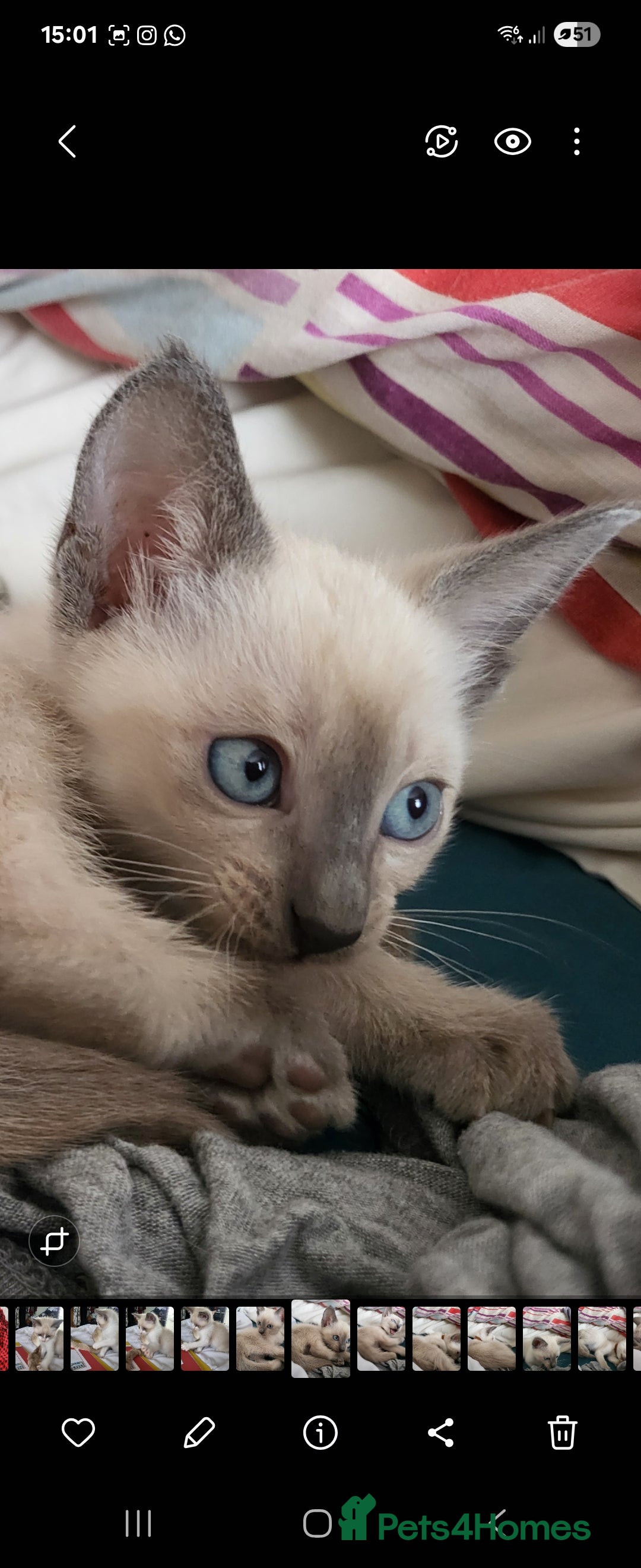 Snowshoe cats for sale: Rare Pedigree Snowshoe Kittens  - Image 13