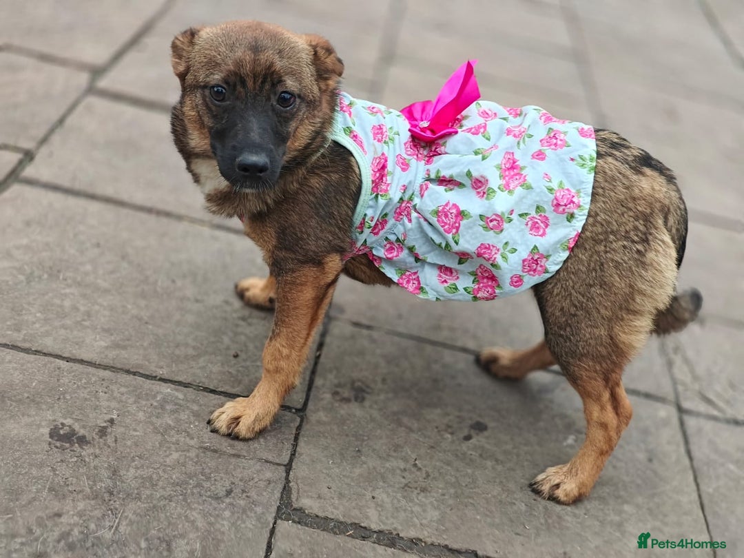Mixed Breed dogs for adoption: 💖🐶 KNOPA 🐶💖 - Image 6