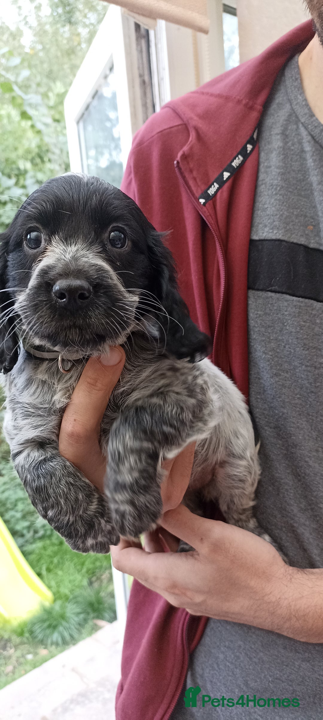 Cocker Spaniel dogs for sale: Stunning cocker spaniel litter  - Image 25
