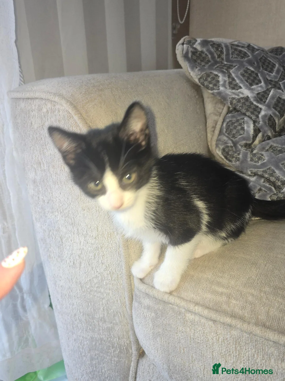 Mixed Breed cats for sale: 2 black and white kittens - Advert 2