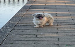 Mixed Breed dogs for sale: Gorgeous Lhasa - Image 4