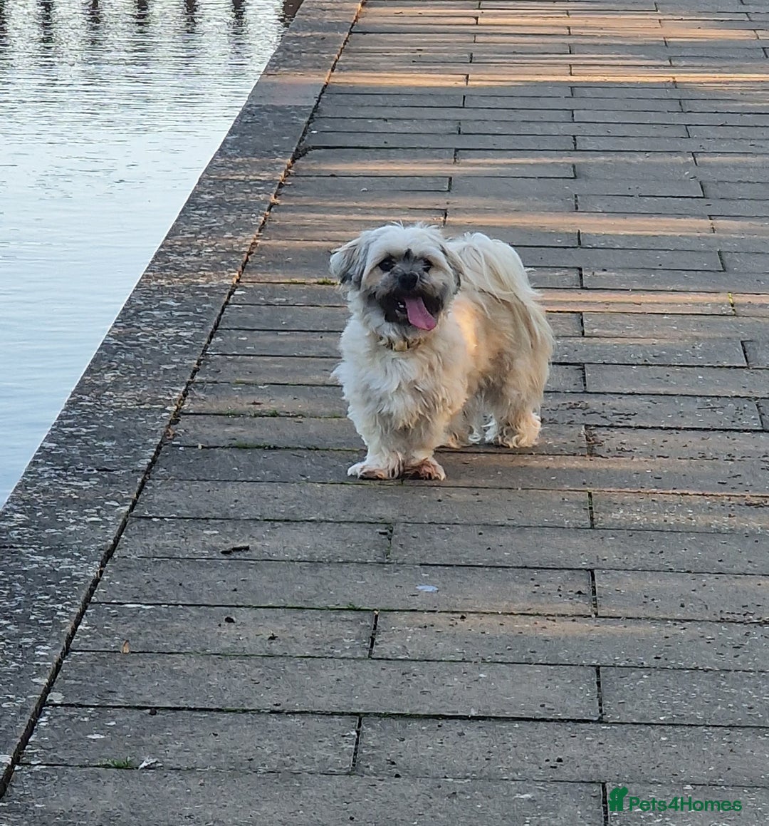 Mixed Breed dogs for sale: Gorgeous Lhasa - Image 4