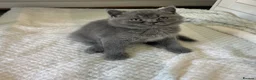 British Shorthair cats for sale: TICA Registered British Shorthair Kittens for Sale - Advert 10