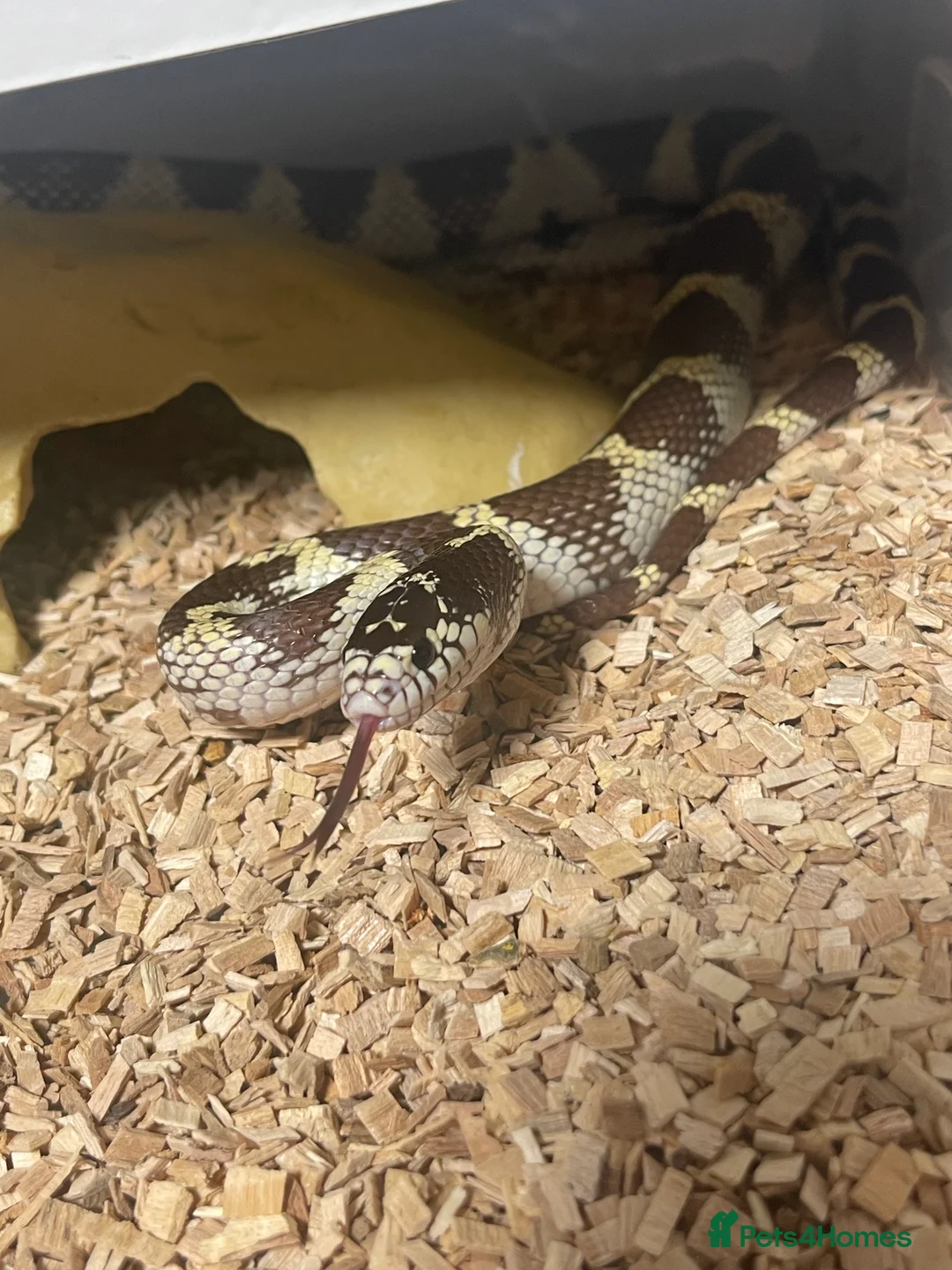 Snake reptiles for sale: Various snakes for sale - Advert 1