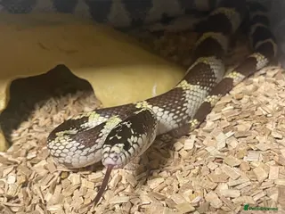 Snake reptiles Various snakes for sale - Advert 18