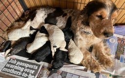 Cockapoo dogs for stud: Silver Phantom Parti Cockapoo for Stud - Advert 13