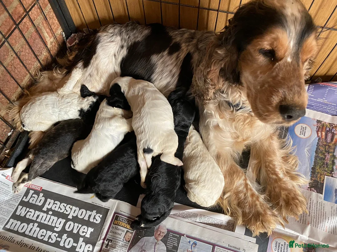 Cockapoo dogs for stud: Silver Phantom Parti Cockapoo for Stud - Advert 19