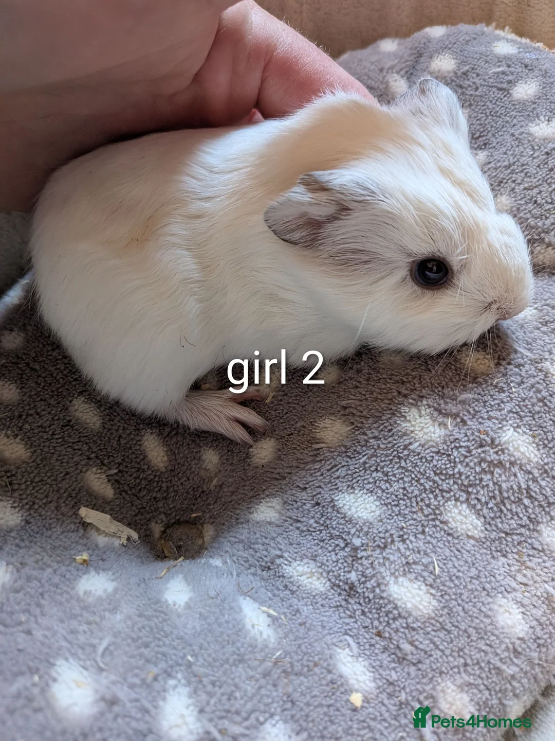 Guinea Pig rodents for sale: 3 baby girl guinea pigs  - Advert 2